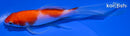 5.75" KOHAKU BUTTERFLY