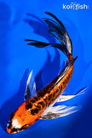 8" ARAGOKE BENI KIKOKURYU BUTTERFLY