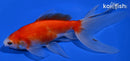 6.75" WATONAI GOLDFISH
