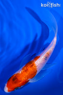 5.5" GINRIN SANKE BUTTERFLY