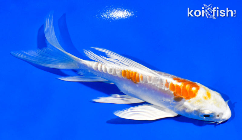 5.5" KIKUSUI BUTTERFLY