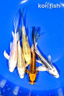 PACK OF (5) 5.25-5.5" BUTTERFLY KOI