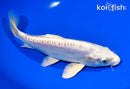7.75" DOITSU PLATINUM OGON