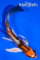 5" GINRIN KUJAKU BUTTERFLY