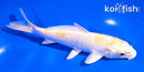 5.5" LEMON HARIWAKE