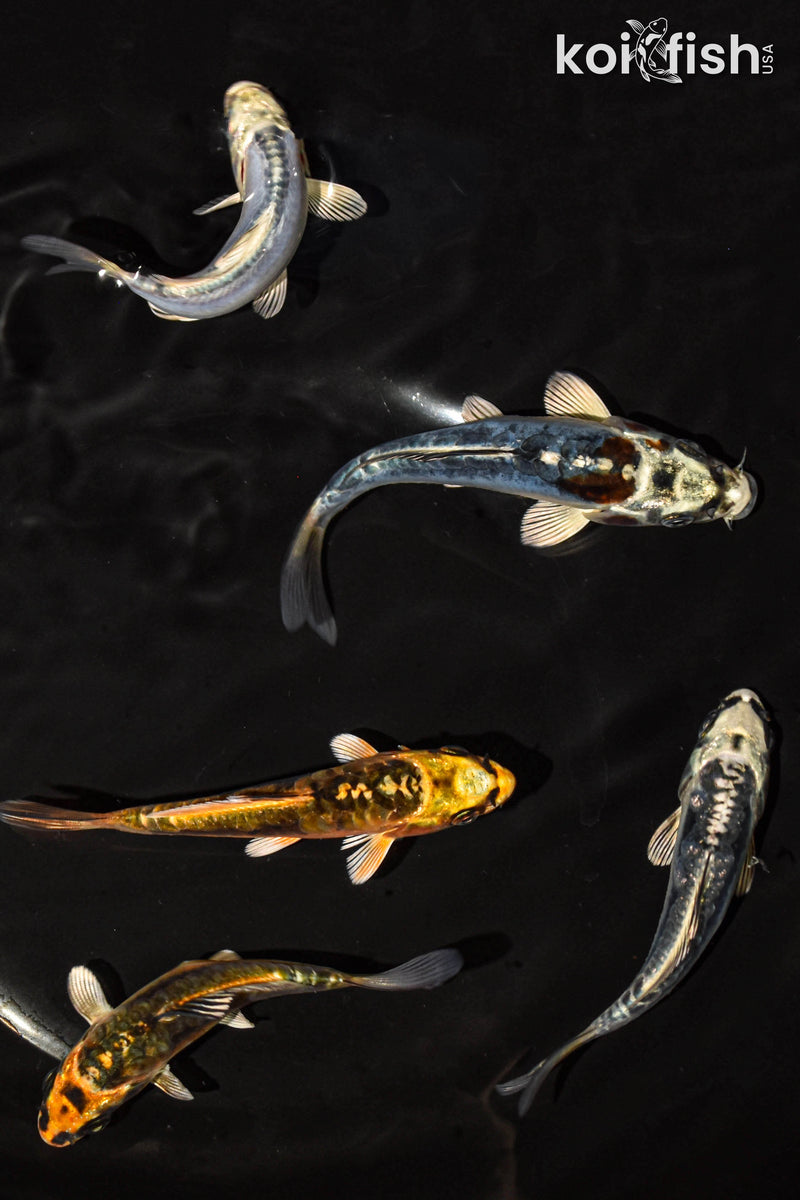 PACK OF (5) 3-4" STANDARD GHOST KOI