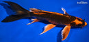 10.25" KIN ORENJI MATSUBA BUTTERFLY