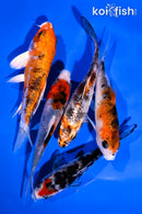 PACK OF (5) 4-5" STANDARD KOI