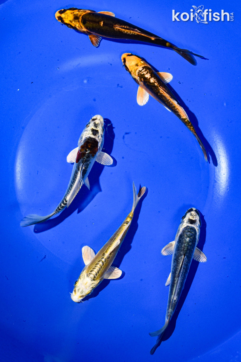 PACK OF (5) 3-4" STANDARD GHOST KOI