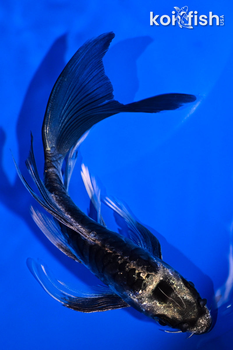 5.5" KIKOKURYU BUTTERFLY