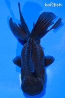 5.25" ORANDA GOLDFISH
