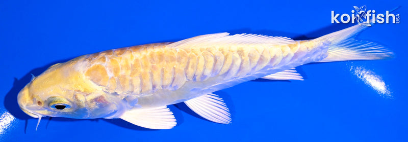 5.5" DOITSU YAMABUKI OGON