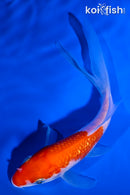 5.5" GINRIN KOHAKU BUTTERFLY