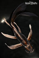 10" BENI KIKOKURYU BUTTERFLY