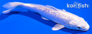 5.75" GINRIN PLATINUM OGON