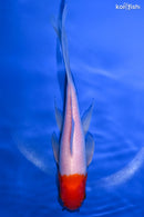 7.5" HOODED SARASA COMET GOLDFISH