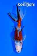 5.5" CALICO WATONAI GOLDFISH