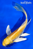 6" YAMABUKI OGON BUTTERFLY