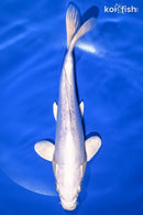 9.25" DOITSU PLATINUM OGON