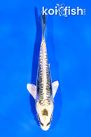 4" KIN KIKOKURYU