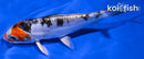 6.75" HEISEI NISHIKI