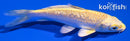 4.5" GINRIN YAMABUKI OGON