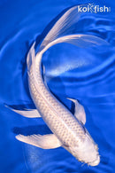 9.25" PLATINUM OGON BUTTERFLY