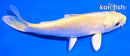 5" YAMABUKI OGON
