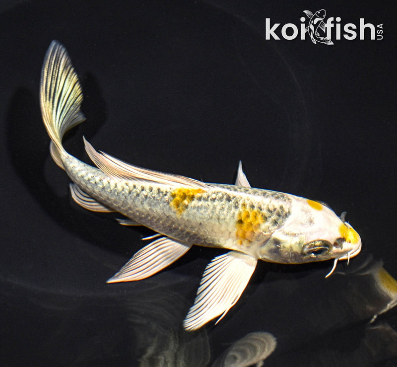 6" KUJAKU BUTTERFLY