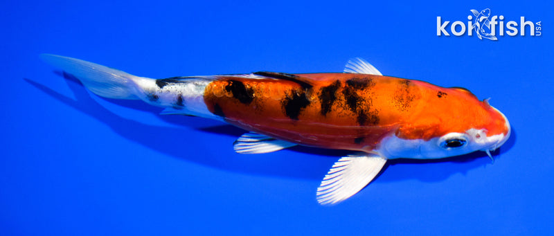 5.75" HEISEI NISHIKI