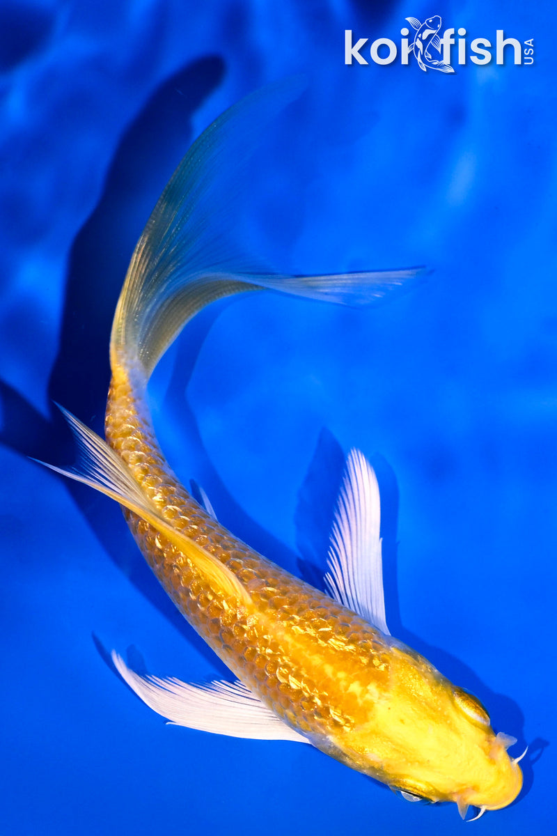4.75" GINRIN HARIWAKE BUTTERFLY