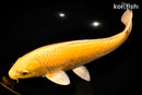 13.5" YAMABUKI OGON