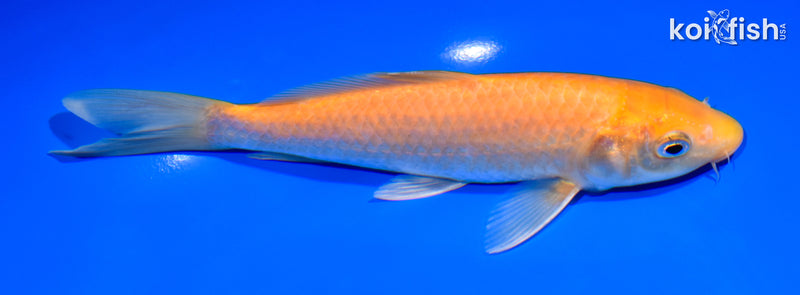 7.5" KIGOI