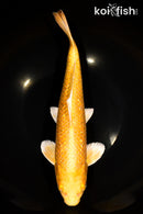 13" GINRIN YAMABUKI OGON