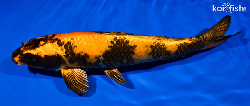 14.5" KIN HI UTSURI