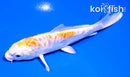 4" DOITSU HARIWAKE