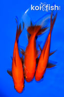 PACK OF (3) 5.25-5.5" ASSORTED GOLDFISH