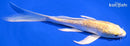 6.75" GINRIN LEMON HARIWAKE BUTTERFLY