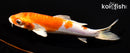 5.5" KIKUSUI