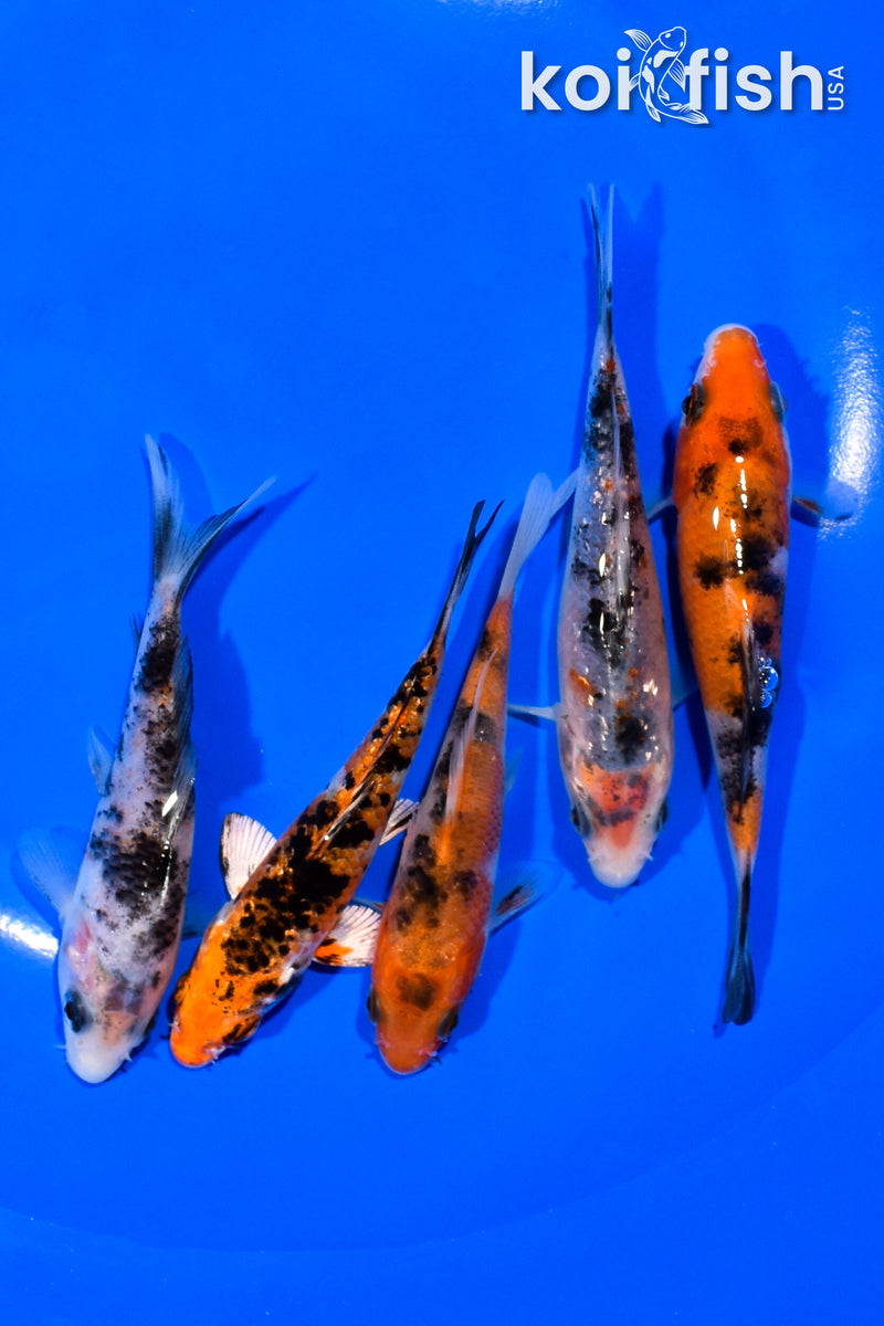 PACK OF (5) 3.75-4" STANDARD KOI