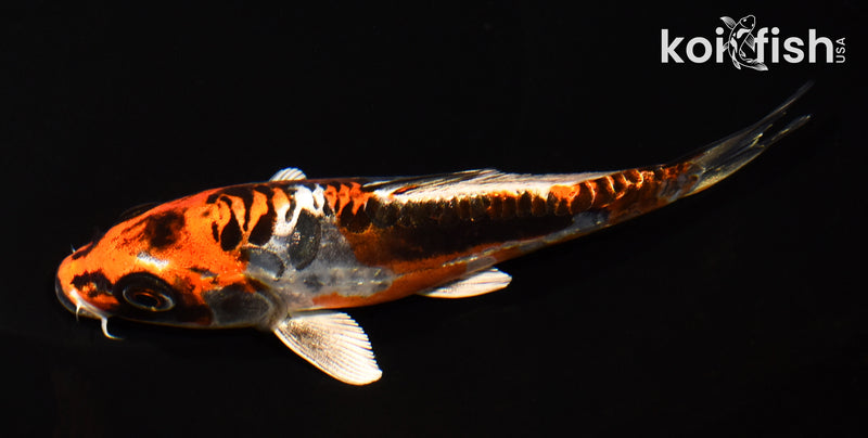 5.25" BENI KIKOKURYU