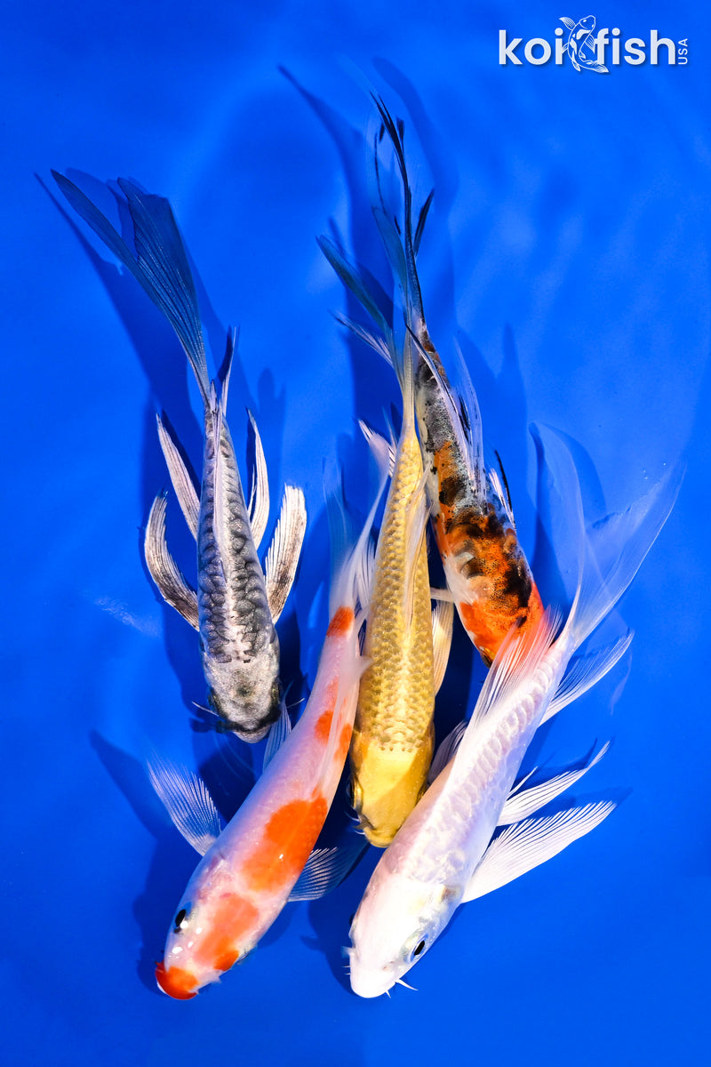 PACK OF (5) 4-5.5" BUTTERFLY KOI