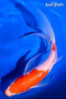 8.5" KUCHIBENI KOHAKU BUTTERFLY