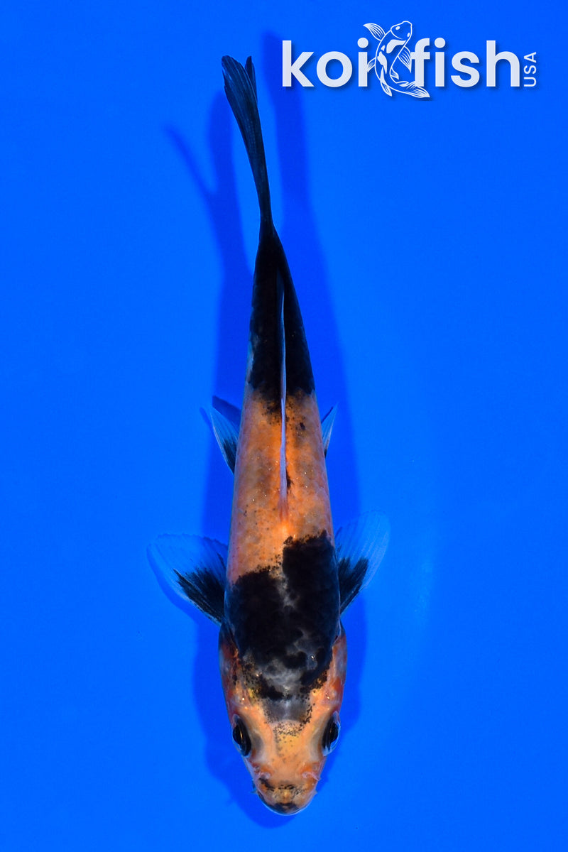 5" HI UTSURI
