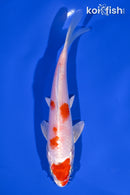 5.75" HARIWAKE