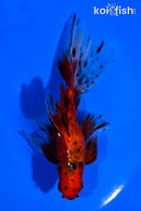 5.75" CALICO WATONAI GOLDFISH