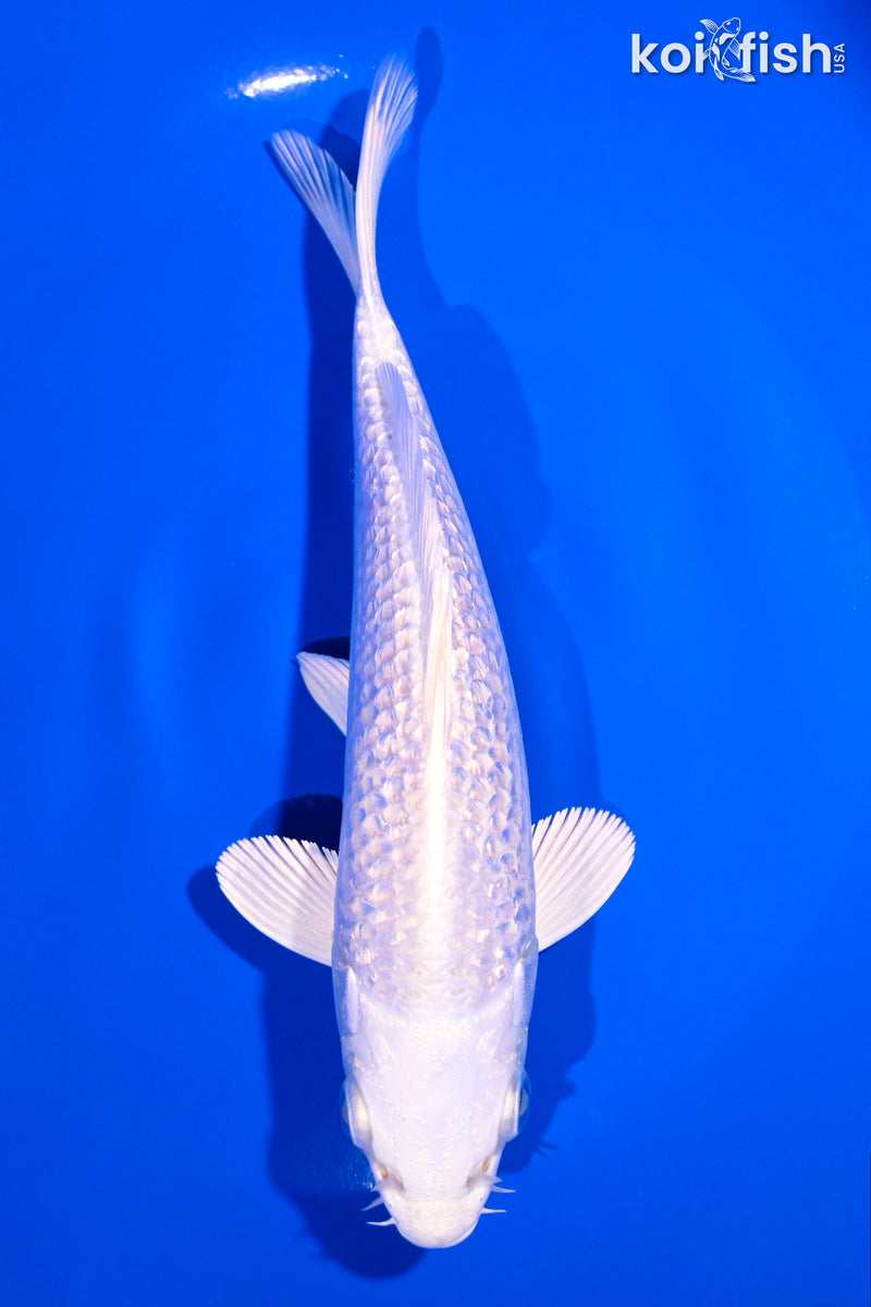 6.5" GINRIN PLATINUM OGON