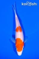 5.75" NIDAN KOHAKU