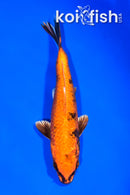6.25" KIN HI UTSURI