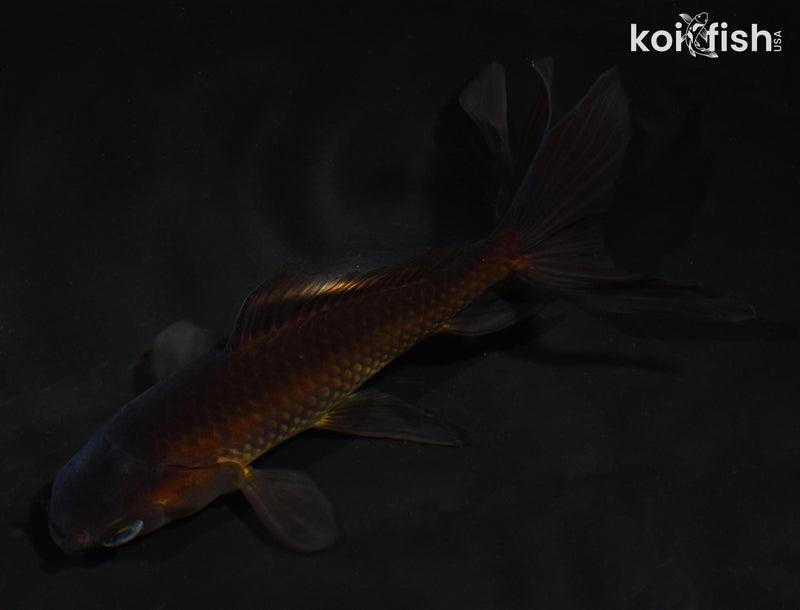 5.5" WATONAI GOLDFISH